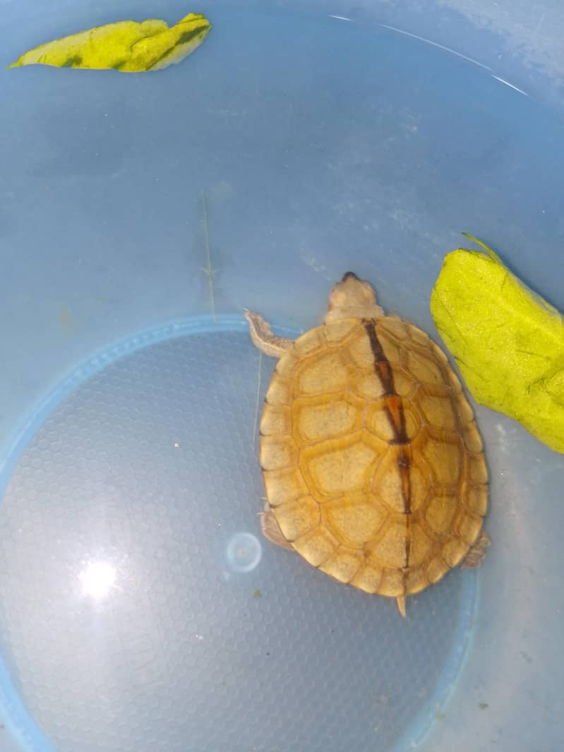turtle 0