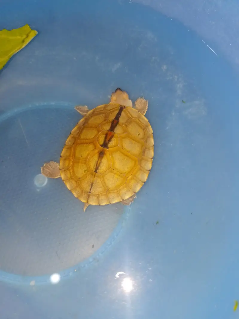 turtle — photo 2