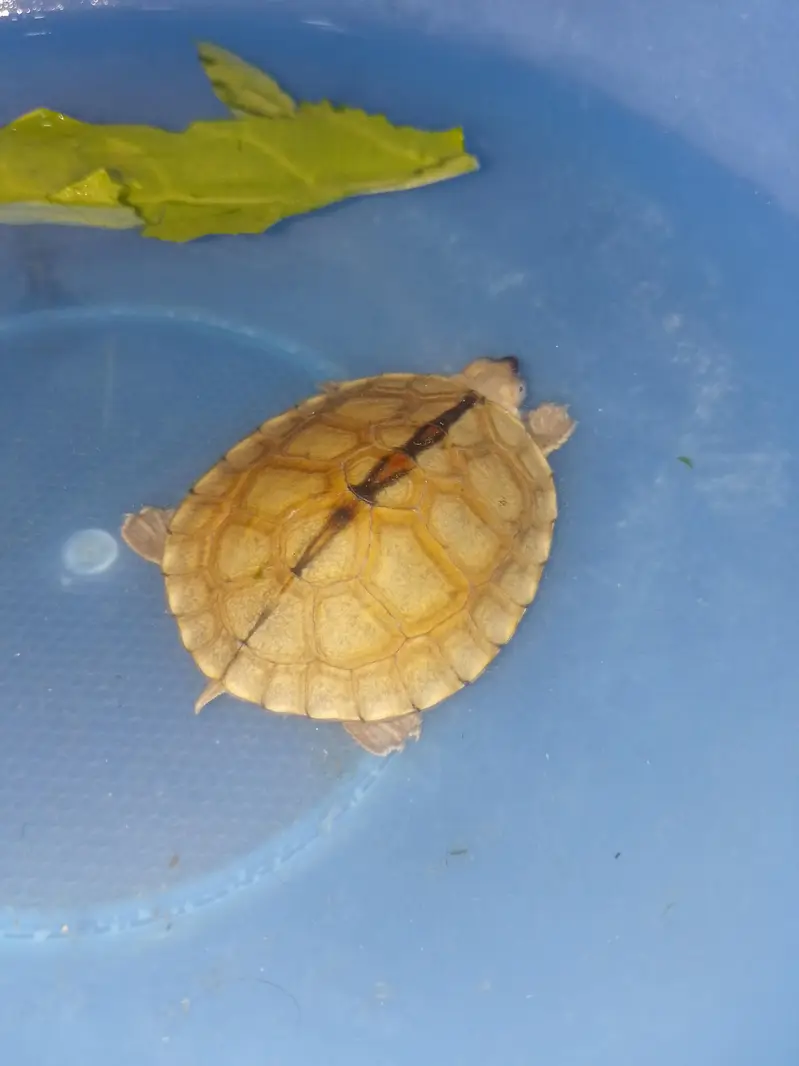 turtle — photo 3