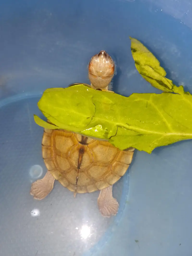 turtle — photo 4