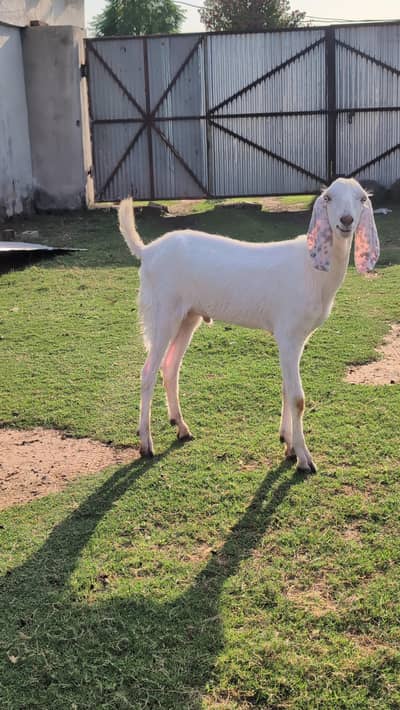 Rajanpuri Bakra