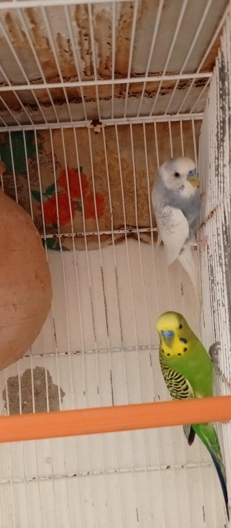 beautiful red eye female pair for sale — photo 2