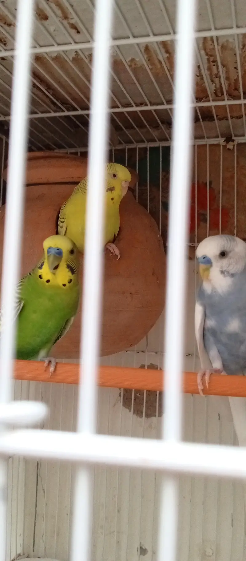 beautiful red eye female pair for sale — photo 3
