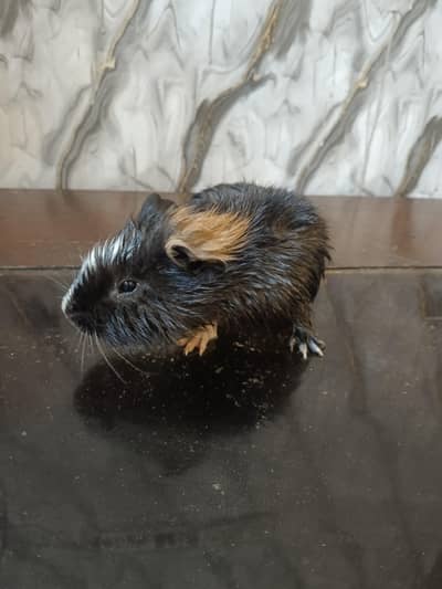 Guinea pig