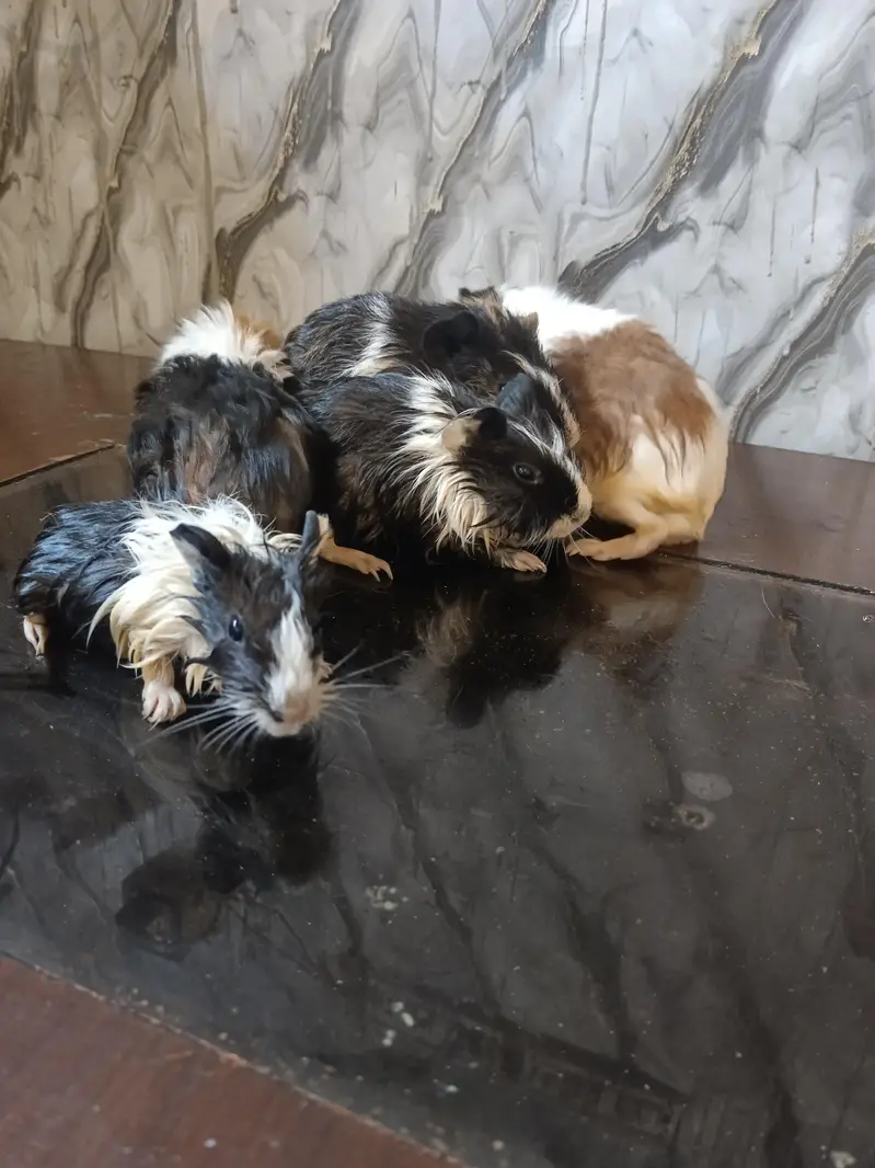 Guinea pig — photo 2