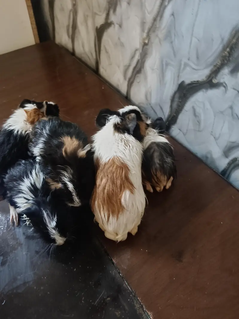Guinea pig — photo 3