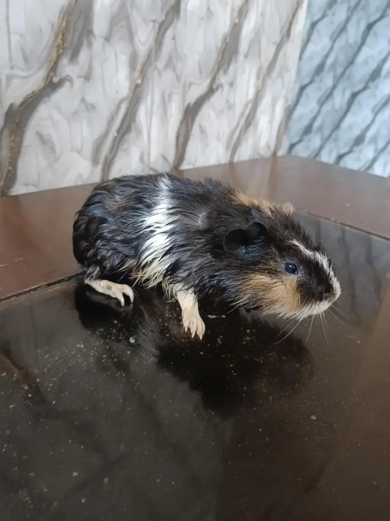 Guinea pig — photo 4