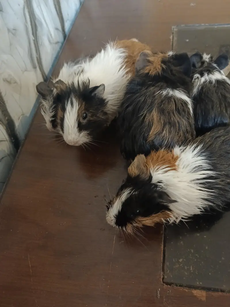 Guinea pig — photo 5