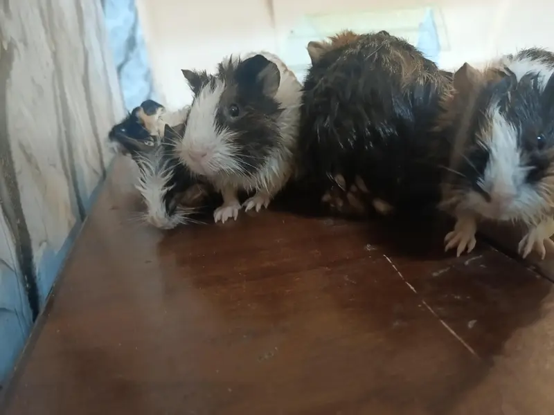 Guinea pig — photo 6