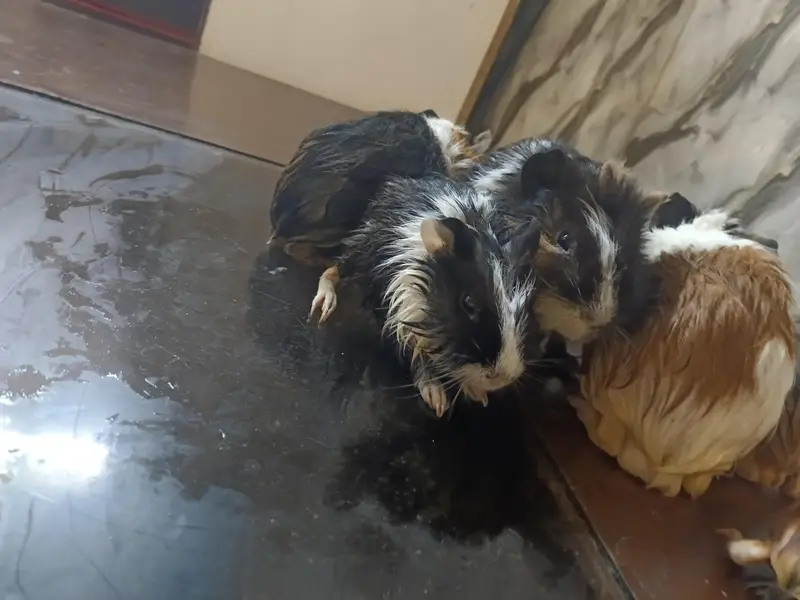 Guinea pig — photo 7