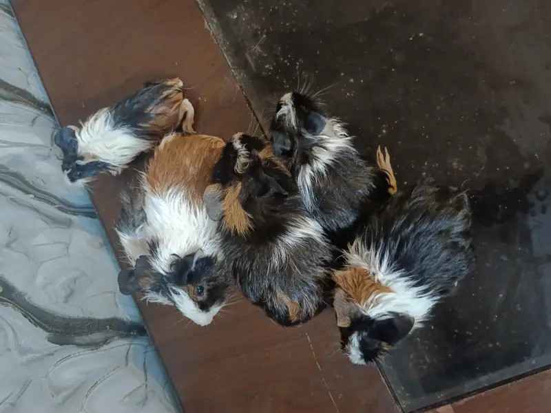 Guinea pig — photo 8