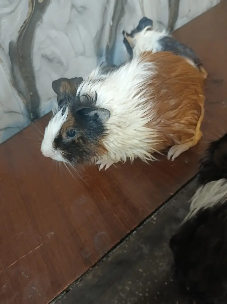 Guinea pig — photo 9