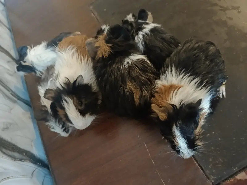 Guinea pig — photo 10