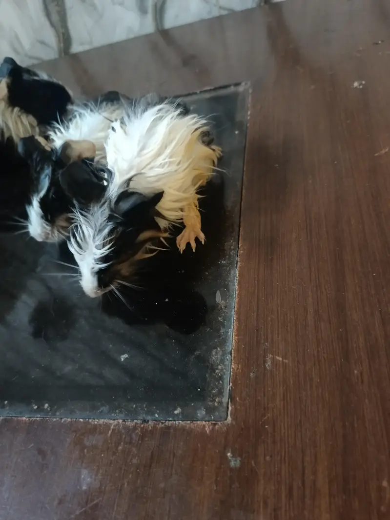 Guinea pig — photo 11