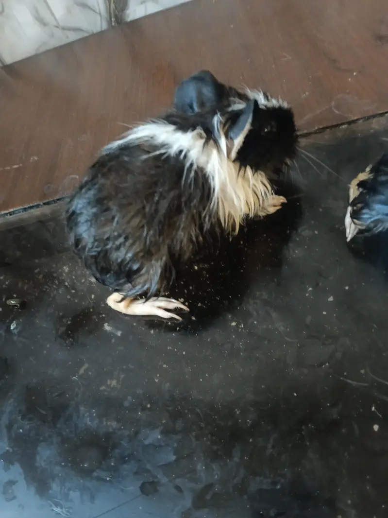 Guinea pig — photo 12