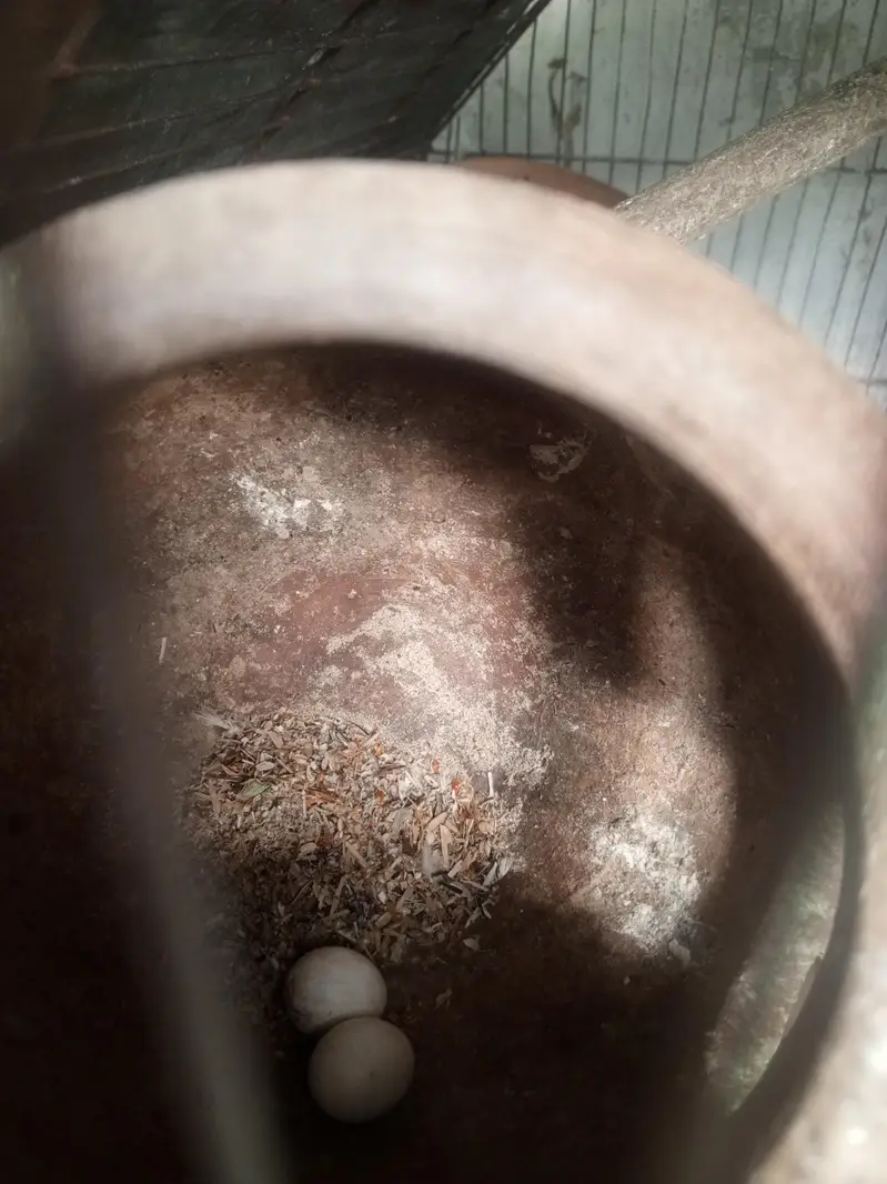 lovebirds pairs — photo 2