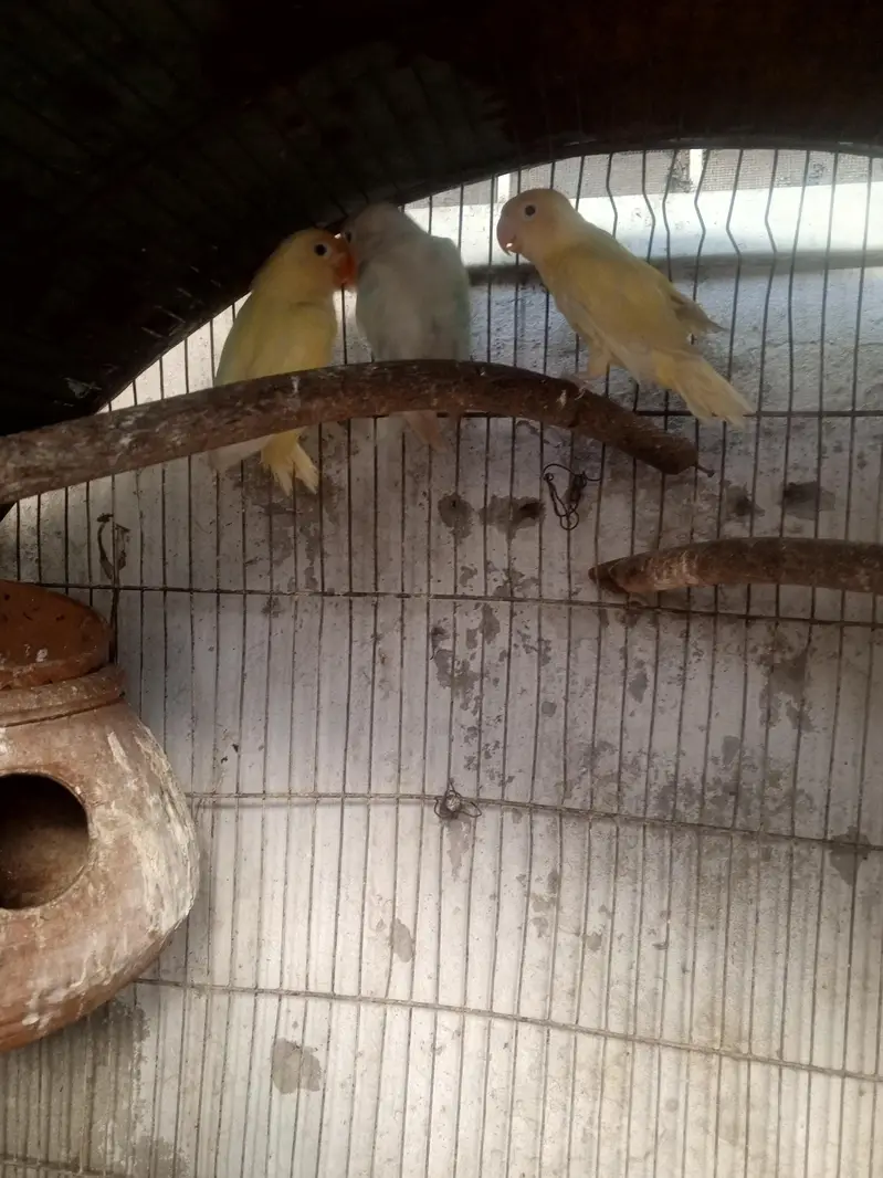 lovebirds pairs — photo 3