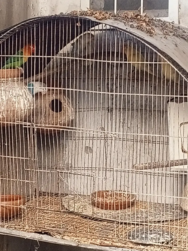 lovebirds pairs — photo 4