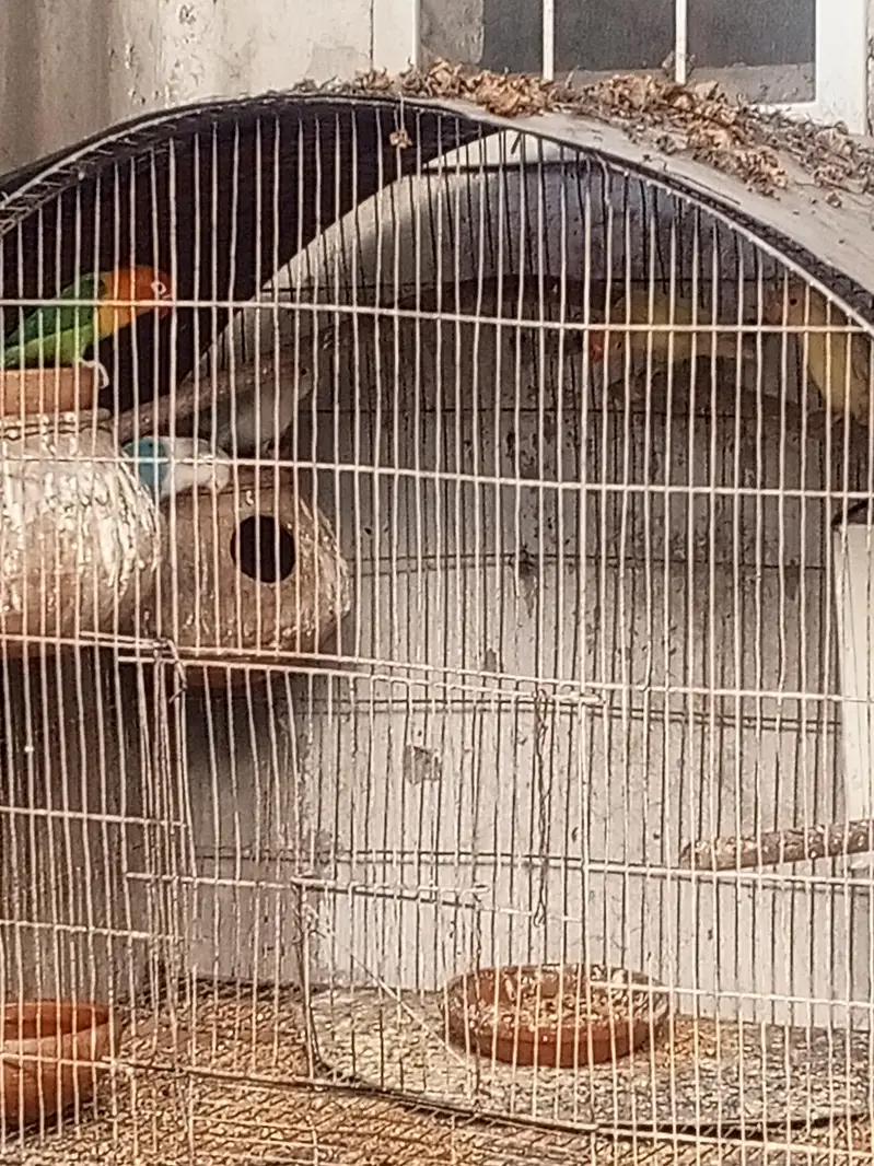 lovebirds pairs — photo 5