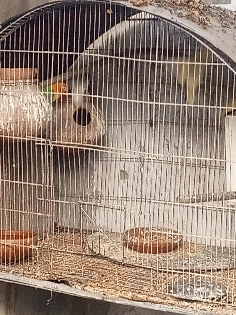 lovebirds pairs — photo 6