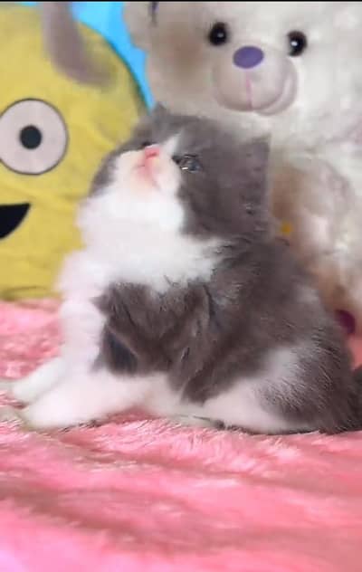Persian kitten for sale coated. 03317047936=more WhatsApp