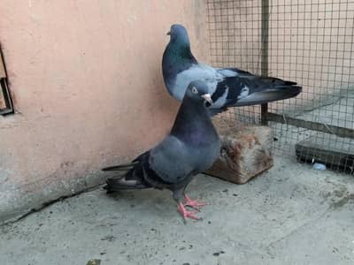 PURE HARAAA PAIR