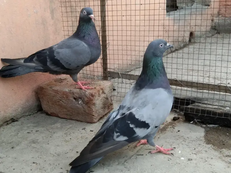 PURE HARAAA PAIR — photo 2