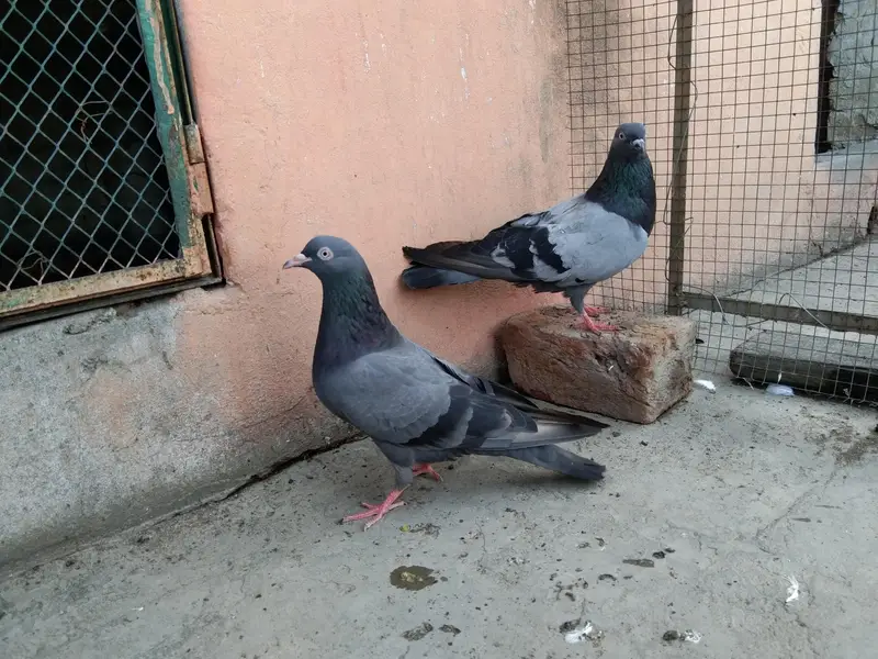 PURE HARAAA PAIR — photo 3