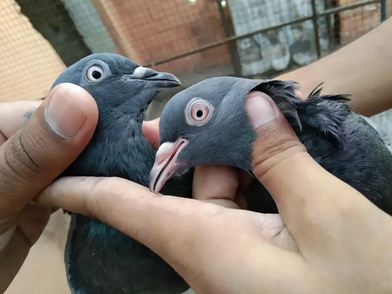 PURE HARAAA PAIR — photo 4