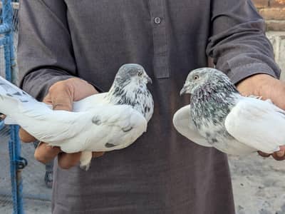 pigeons for sale
