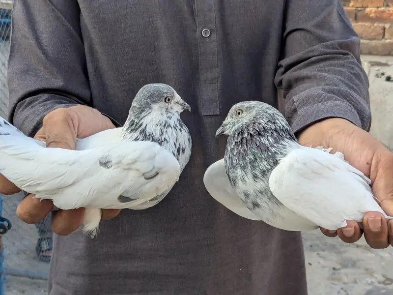 pigeons for sale — photo 2