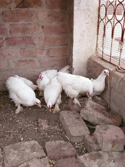 white bantum 9 chiks
