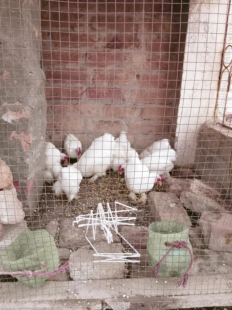 white bantum 9 chiks — photo 2