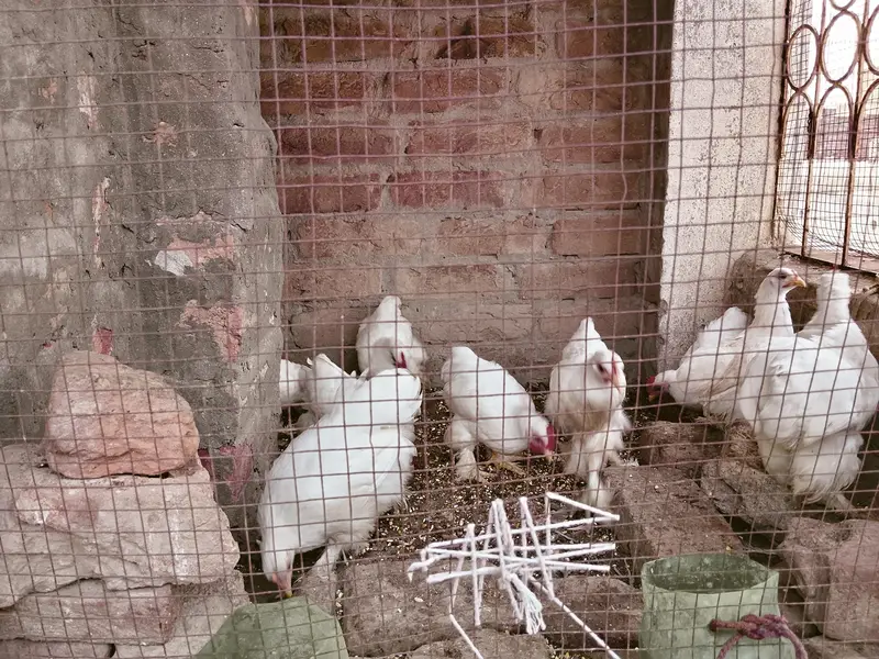 white bantum 9 chiks — photo 3