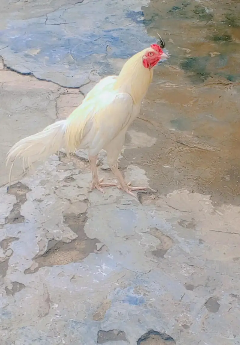 ASEEL HEERA — photo 3