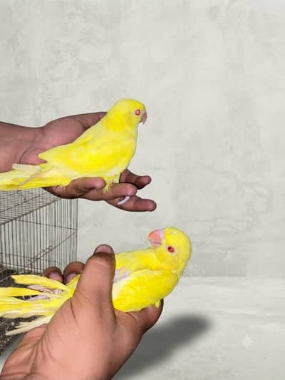 Yellow Mother feed Zero bite near to self