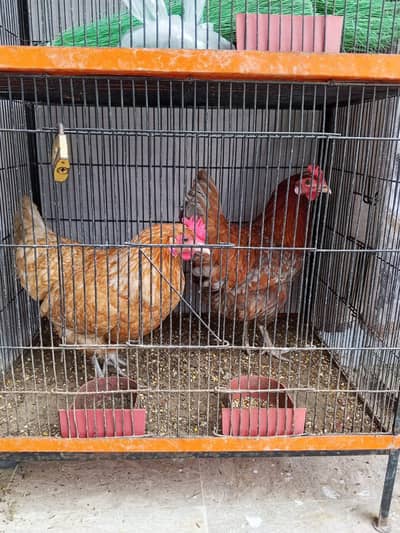 2 HEN jo k andey deti hai sale karni hai bara pinja bii hai st ma