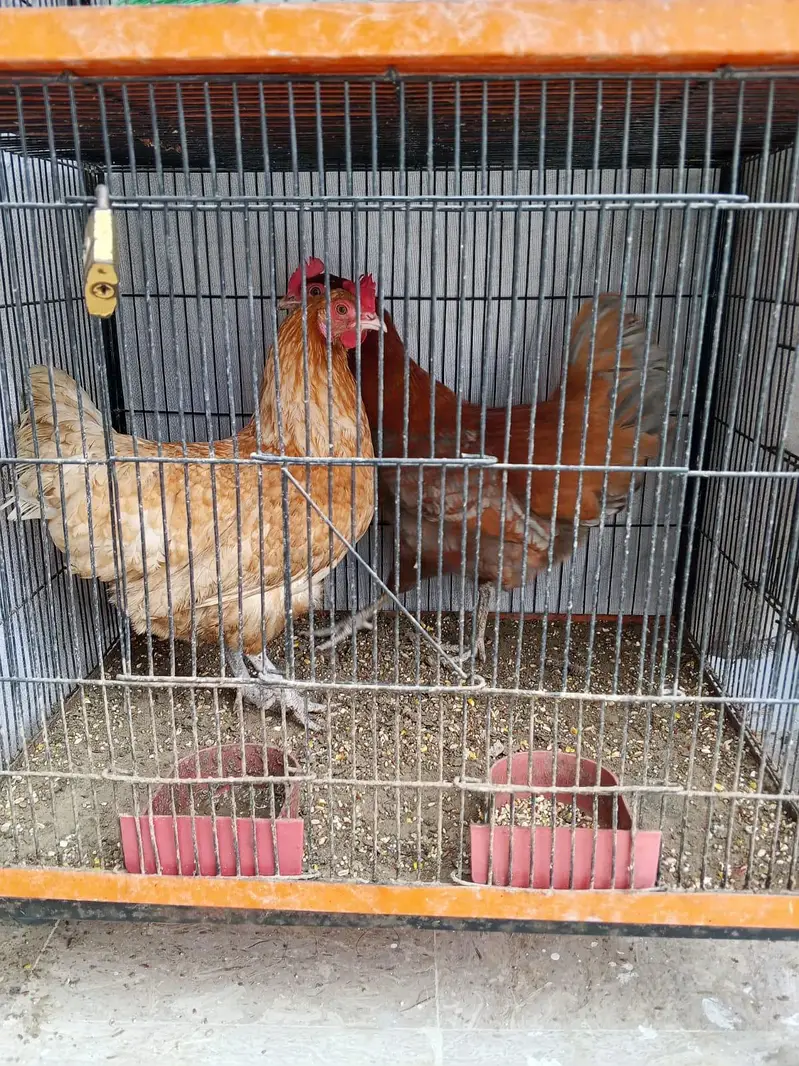 2 HEN jo k andey deti hai sale karni hai bara pinja bii hai st ma — photo 3