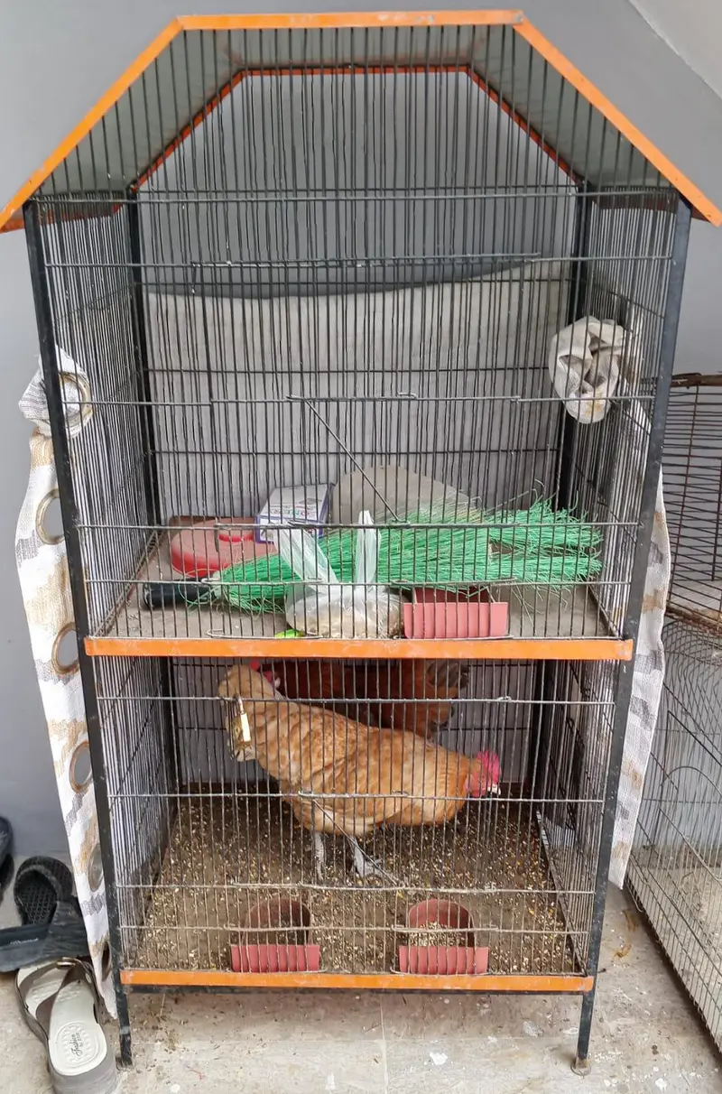 2 HEN jo k andey deti hai sale karni hai bara pinja bii hai st ma — photo 4