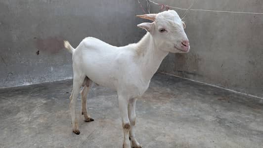 Teddy Male Goat For Sale