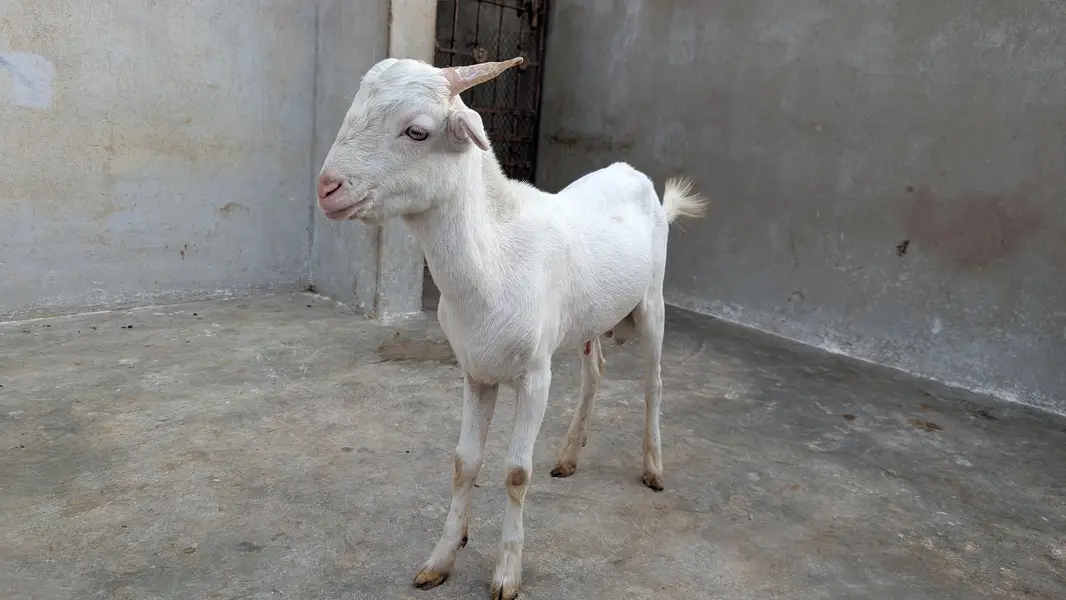 Teddy Male Goat For Sale — photo 2