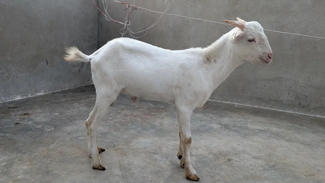 Teddy Male Goat For Sale — photo 3