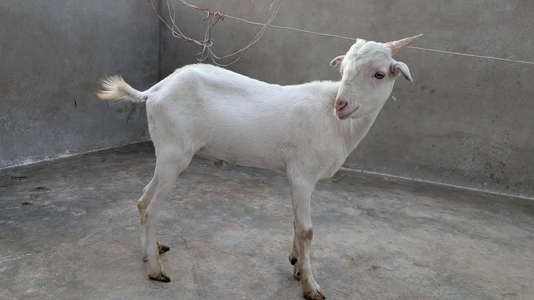 Teddy Male Goat For Sale — photo 4