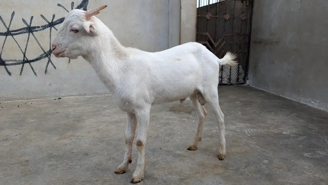 Teddy Male Goat For Sale — photo 5