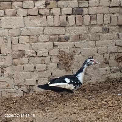 Muscovy Duck / Chini Battakh for Sale