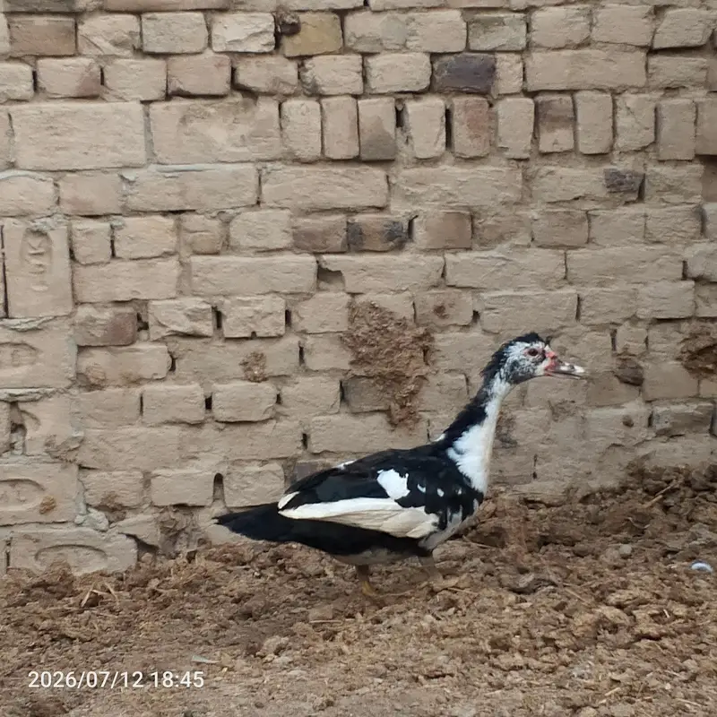 Muscovy Duck / Chini Battakh for Sale — photo 2