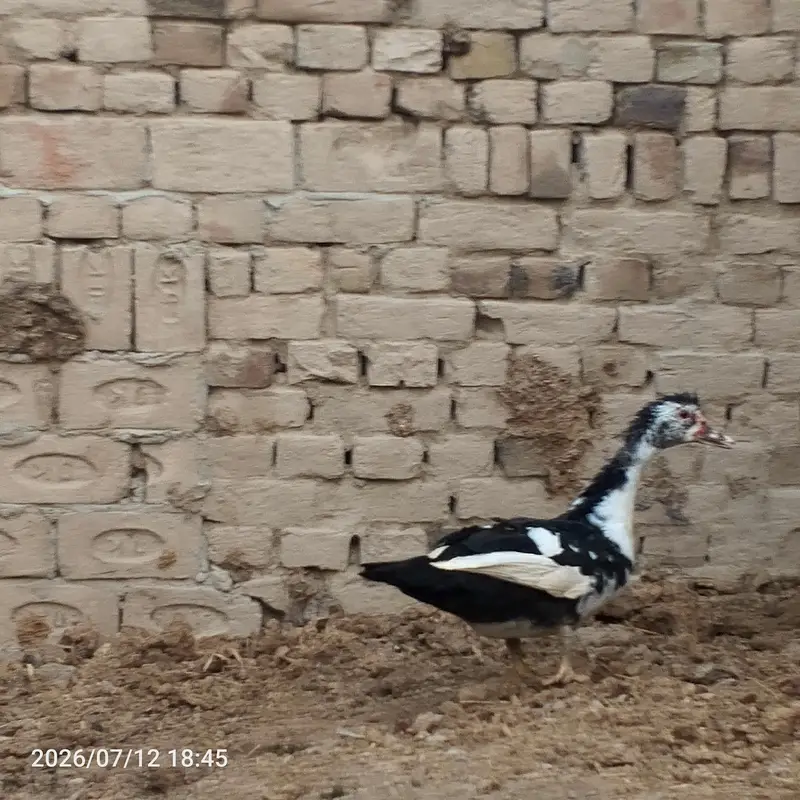 Muscovy Duck / Chini Battakh for Sale — photo 3