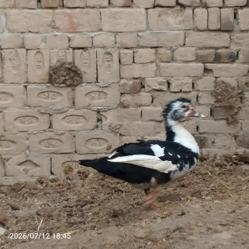 Muscovy Duck / Chini Battakh for Sale — photo 4