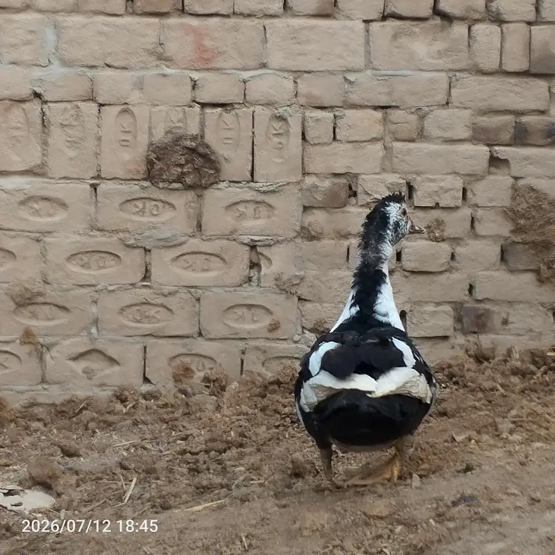Muscovy Duck / Chini Battakh for Sale — photo 5