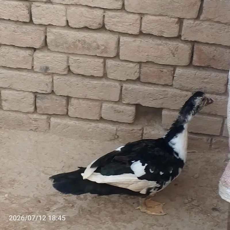 Muscovy Duck / Chini Battakh for Sale — photo 6
